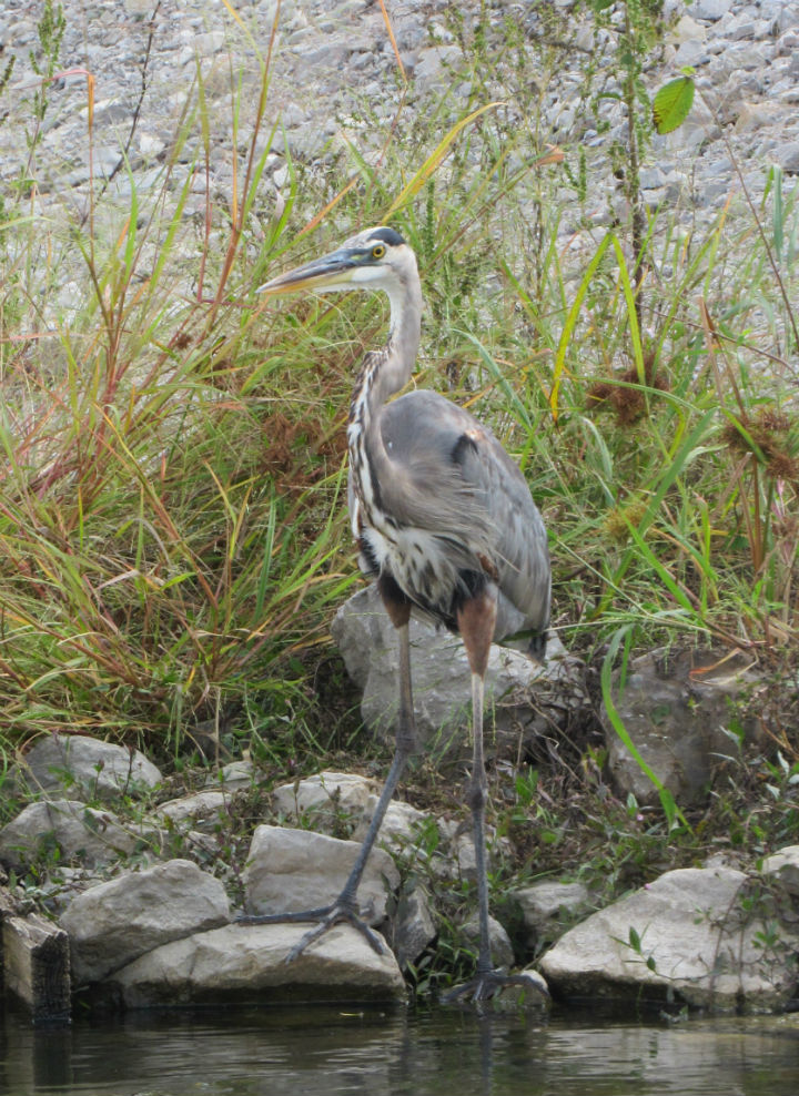 Great Blue Heron